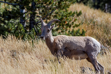 Bighorn (Ovis canadensis) in Yellowstone National Park, USA