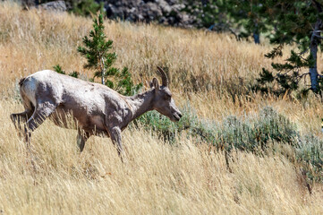 Bighorn (Ovis canadensis) in Yellowstone National Park, USA