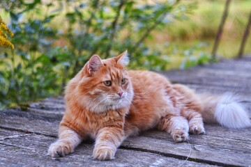 a beautiful red furry house cat lies on a wooden bridge in the garden and stares intently ahead, blurred background