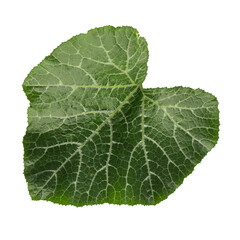 Pumpkin leaves isolated on a white background.