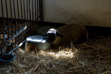 black faced sheep lying inside barn, shed, with sunlight coming from window.