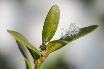 White snowflakes on boxwood leaves.