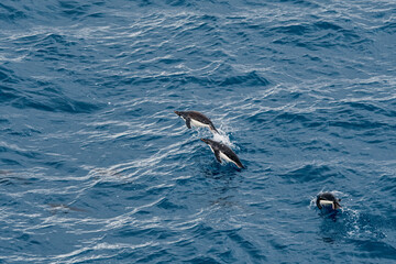 Fototapeta premium Adelie Penguins (Pygoscelis adeliae) in South Atlantic Ocean, Southern Ocean, Antarctica