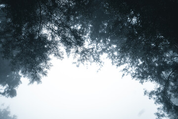 Misty forest,Fog and pine forest in the winter tropical forest