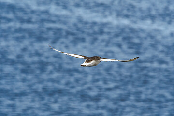 Antarctic Petrel (Thalassoica antarctica) in South Atlantic Ocean, Southern Ocean, Antarctica