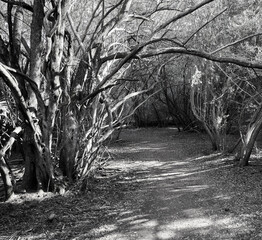 Scenic Black and White View of Tree-lined Trails in the Winter located in Northern Bidwell Park, Chico California 