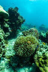 underwater scene with coral reef and fish,Thailand.