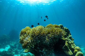 underwater scene with coral reef and fish,Thailand.
