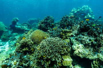 underwater scene with coral reef and fish,Thailand.
