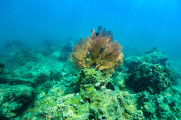 Fototapeta na wymiar sea fan on coral reef at Phuket Island.