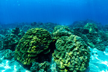 underwater scene with coral reef and fish; phi phi island; Thailand.