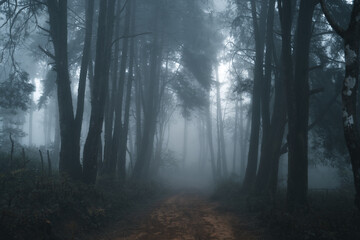 Obraz premium Misty forest,Fog and pine forest in the winter tropical forest