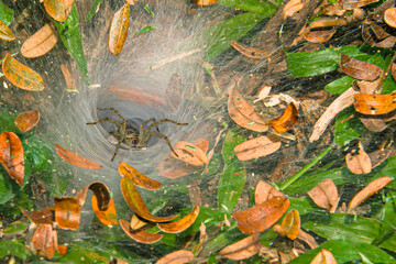 A spider perched on the entrance to its shelter.