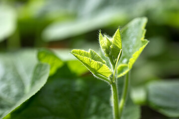 At the head bud of growing pumpkin seedling