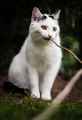 Wei&szlig;e Katze spielt mit Stock im Maul im Garten