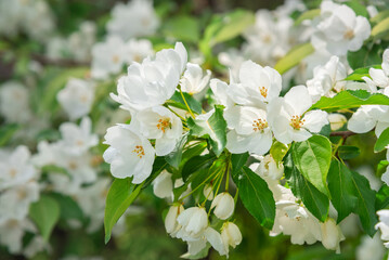 Blossoming apple tree brunch with white flowers