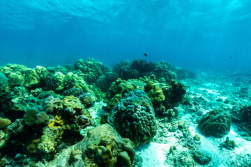 Naklejka na ściany i meble underwater scene with coral reef and fish; phi phi island; Thailand.