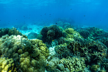 Naklejka na ściany i meble underwater scene with coral reef and fish,phi phi island,Thailand.