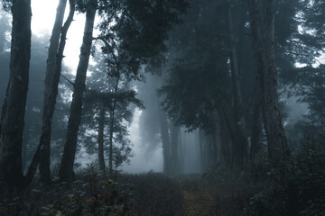 Fototapeta premium Misty forest,Fog and pine forest in the winter tropical forest