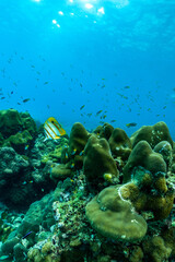 underwater scene with coral reef and fish,phi phi island,Thailand.