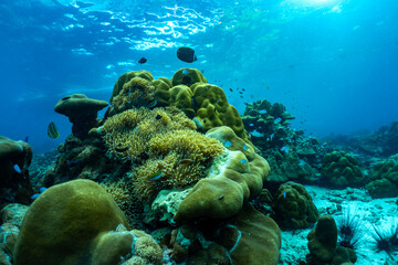 underwater scene with coral reef and fish,phi phi island,Thailand. - 410564336