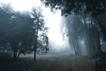 Misty forest,Fog and pine forest in the winter tropical forest