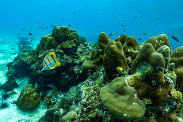 underwater scene with coral reef and fish,phi phi island,Thailand. - 410564346