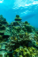 underwater scene with coral reef and fish,phi phi island,Thailand.