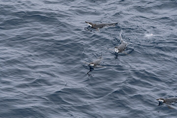 Obraz premium Gentoo Penguins (Pygoscelis papua) in South Atlantic Ocean, Southern Ocean, Antarctica