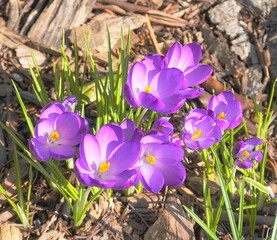 Purple crocus flowers in the morning sun close up.