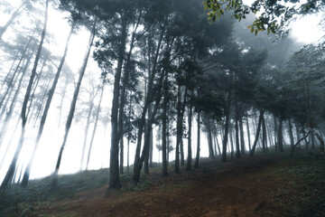Obraz premium Misty forest,Fog and pine forest in the winter tropical forest