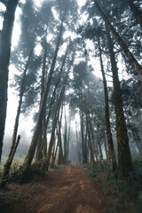 Misty forest,Fog and pine forest in the winter tropical forest