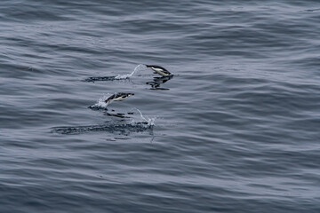 Fototapeta premium Gentoo Penguins (Pygoscelis papua) in South Atlantic Ocean, Southern Ocean, Antarctica