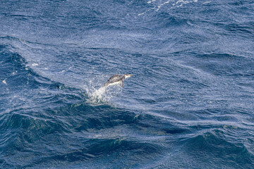 Naklejka premium Gentoo Penguin (Pygoscelis papua) in South Atlantic Ocean, Southern Ocean, Antarctica