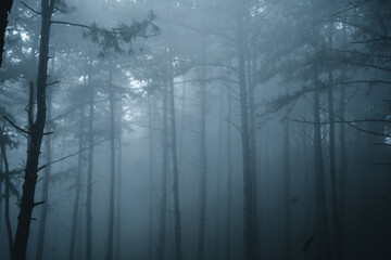 Misty forest,Fog and pine forest in the winter tropical forest - obrazy, fototapety, plakaty
