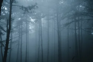 Raamstickers Mistig bos, mist en dennenbos in het tropische winterwoud © artrachen