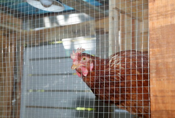 A brown chicken in a cage
