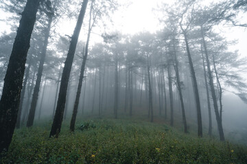 Misty forest,Fog and pine forest in the winter tropical forest