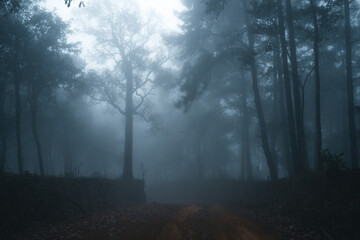 Obraz premium Misty forest,Fog and pine forest in the winter tropical forest