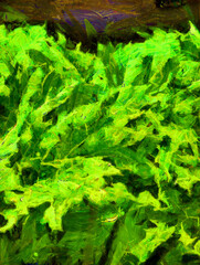 Pointed leaves Illustrations creates an impressionist style of painting.