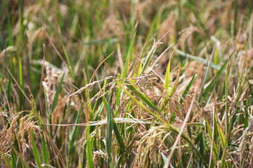 Rice fields about to mature