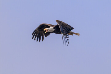 Bald Eagle (Haliaeetus leucocephalus) at Chowiet Island, Semidi Islands, Alaska, USA