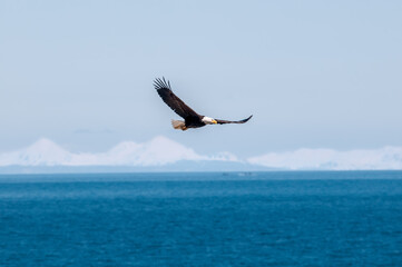 Bald Eagle (Haliaeetus leucocephalus) at Chowiet Island, Semidi Islands, Alaska, USA
