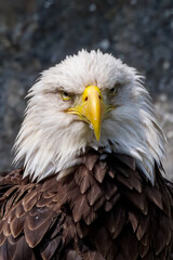 Bald Eagle (Haliaeetus leucocephalus) at Chowiet Island, Semidi Islands, Alaska, USA