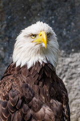 Bald Eagle (Haliaeetus leucocephalus) at Chowiet Island, Semidi Islands, Alaska, USA