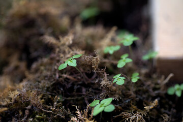 Seedlings growing on the grass in spring