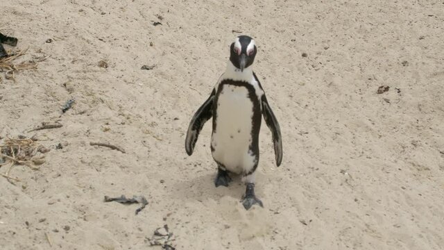 African penguin Spheniscus demersus also known as the jackass penguin and black-footed penguin. South Africa.