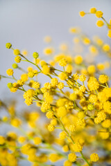 branch of yellow mimosa on a gray background. macro photo