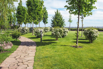 Fragment of the Mezhyhirya landscape park near Kiev, Ukraine. In the foreground, there is a beautiful footpath and flowering bushes of Spirea Vangutta (Latin Spiraea &times; vanhouttei).