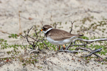 Ringed Plover (Charadrius hiaticula) in Barents Sea coastal area, Russia
